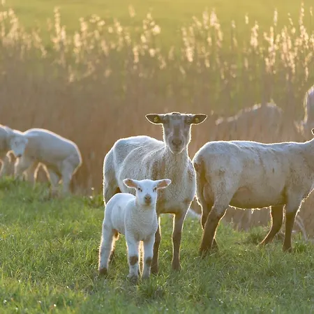 Alte Schule Broesum 아파트 베스테르헤버