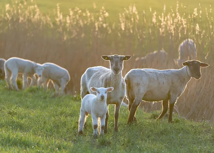 Alte Schule Broesum Апартаменты Вестерхевер