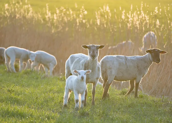 Alte Schule Broesum Апартаменты Вестерхевер